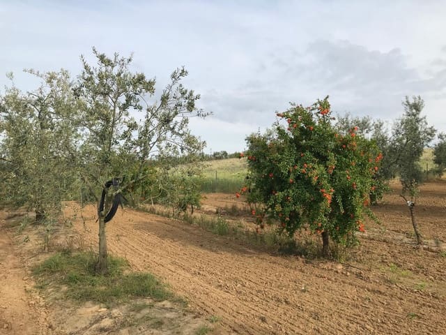 1 Zimmer Finca/Landgut zu verkaufen in Almonte mit Garage - 72.000 € (Ref: 10012416)