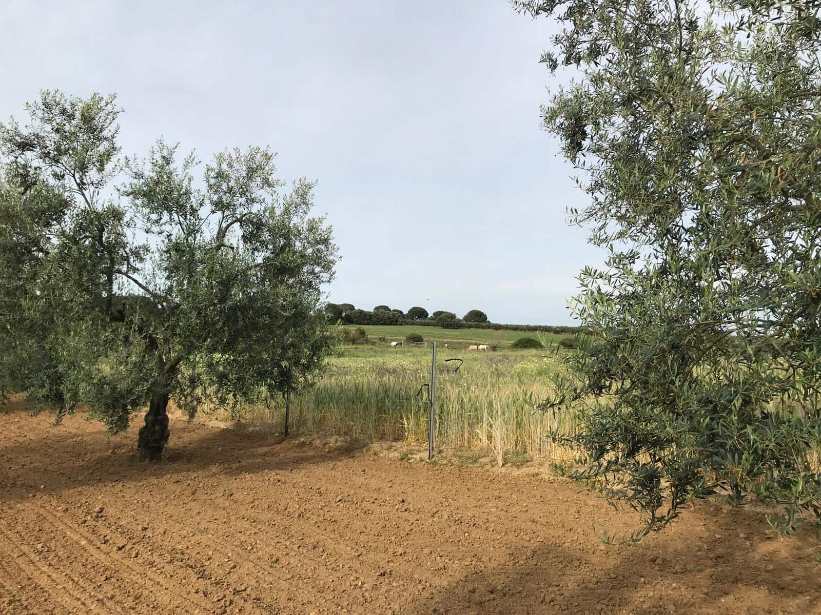 1 bedroom Finca/Country House for sale in Almonte with garage - € 72,000 (Ref: 10012416)