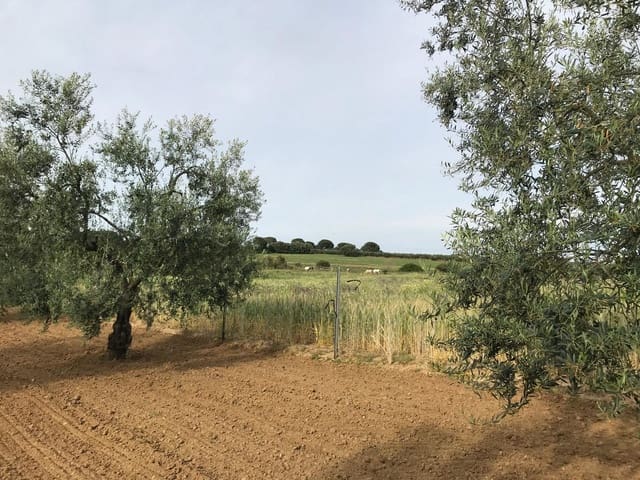 1 Zimmer Finca/Landgut zu verkaufen in Almonte mit Garage - 72.000 € (Ref: 10012416)