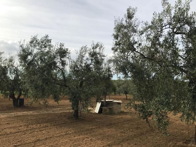 1 Zimmer Finca/Landgut zu verkaufen in Almonte mit Garage - 72.000 € (Ref: 10012416)