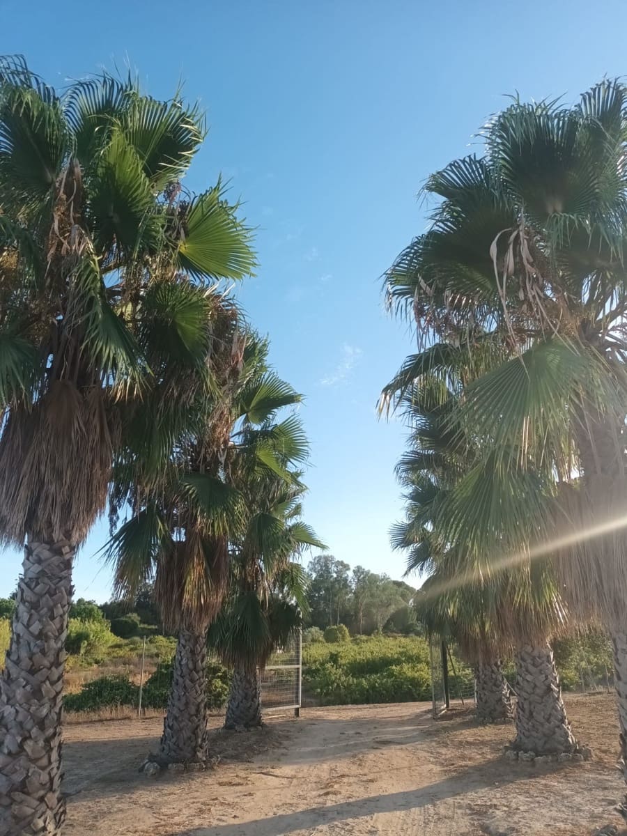 1 sovrum Finca/Hus på landet till salu i Rociana del Condado med garage - 26 000 € (Ref: 10045854)