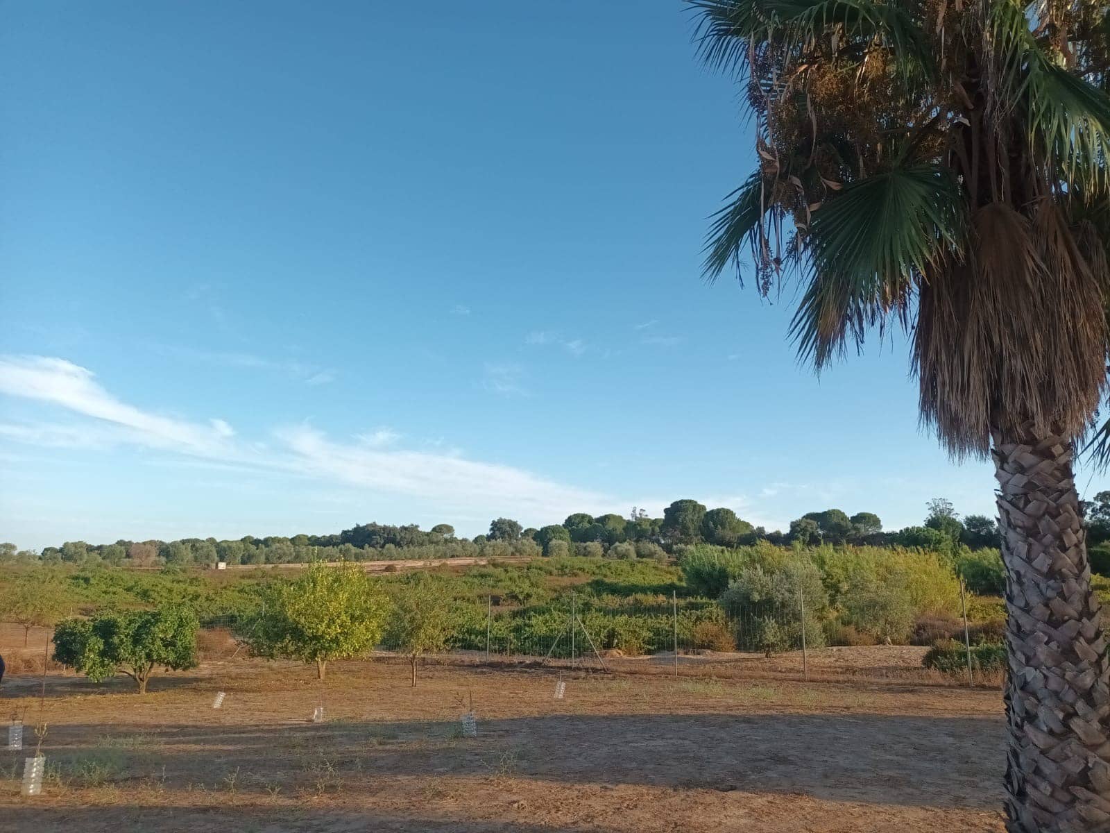 1 sovrum Finca/Hus på landet till salu i Rociana del Condado med garage - 26 000 € (Ref: 10045854)