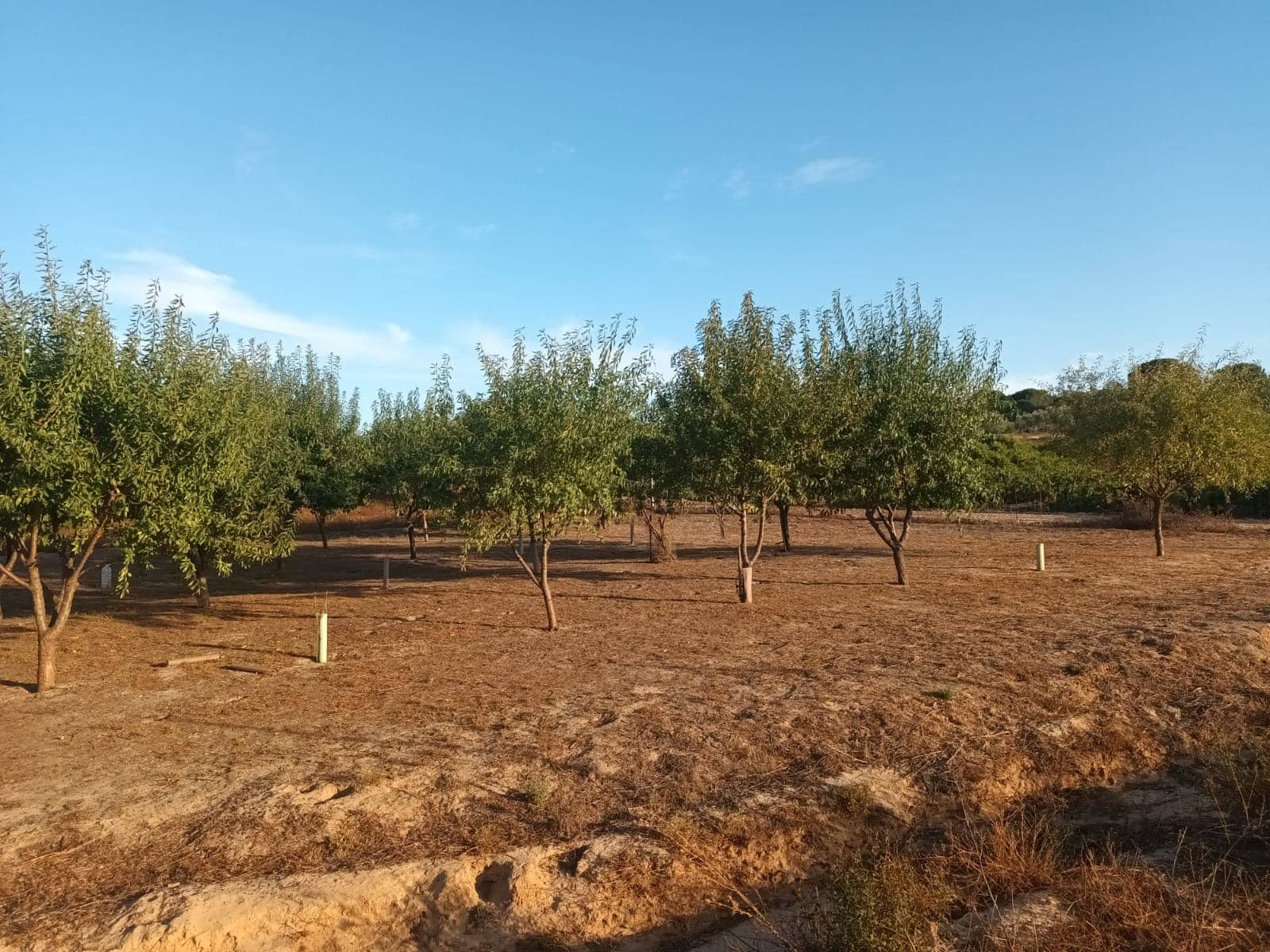 1 sovrum Finca/Hus på landet till salu i Rociana del Condado med garage - 26 000 € (Ref: 10045854)