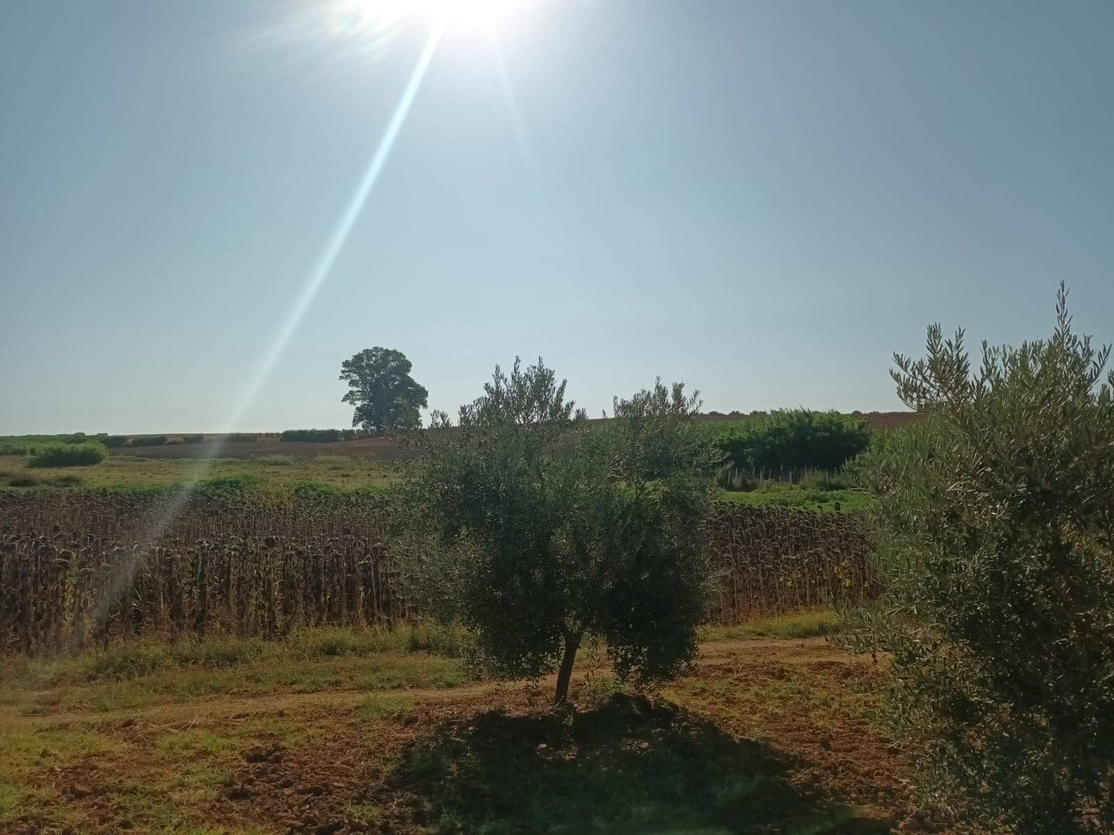 Entreprise à vendre à Almonte avec garage - 29 000 € (Ref: 10062551)