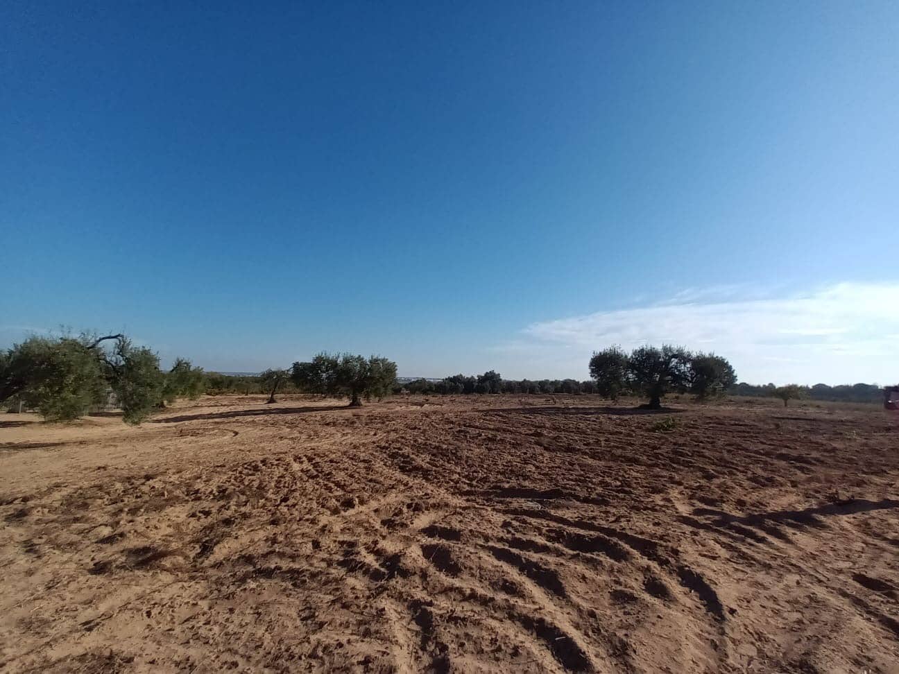 Grunde uden byggetilladelser til salg i Almonte - € 26.000 (Ref: 10165871)