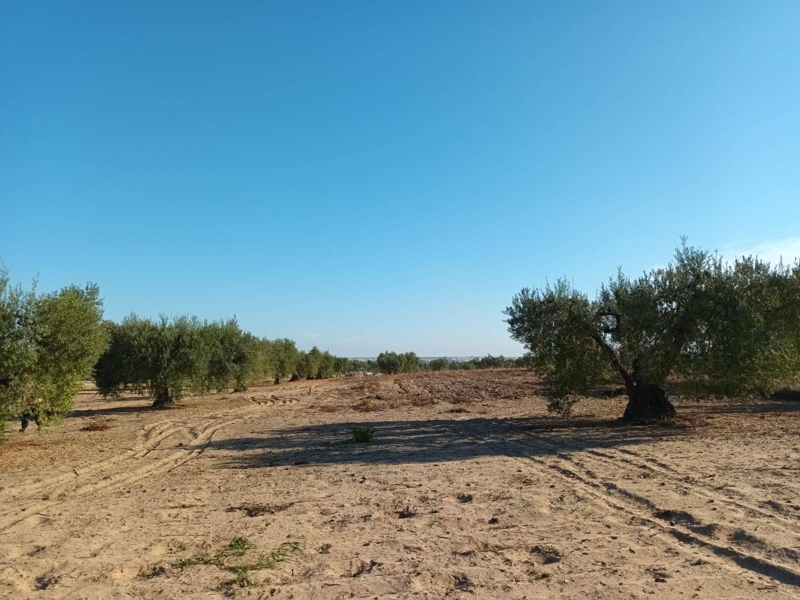 Grunde uden byggetilladelser til salg i Almonte - € 26.000 (Ref: 10165871)