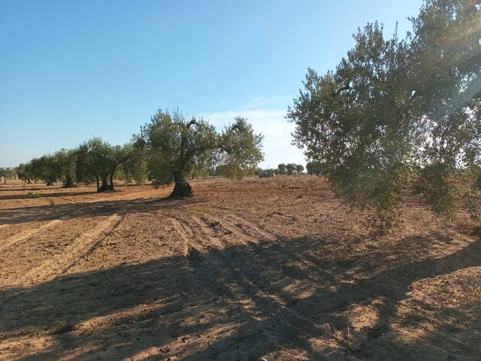 Grunde uden byggetilladelser til salg i Almonte - € 26.000 (Ref: 10165871)