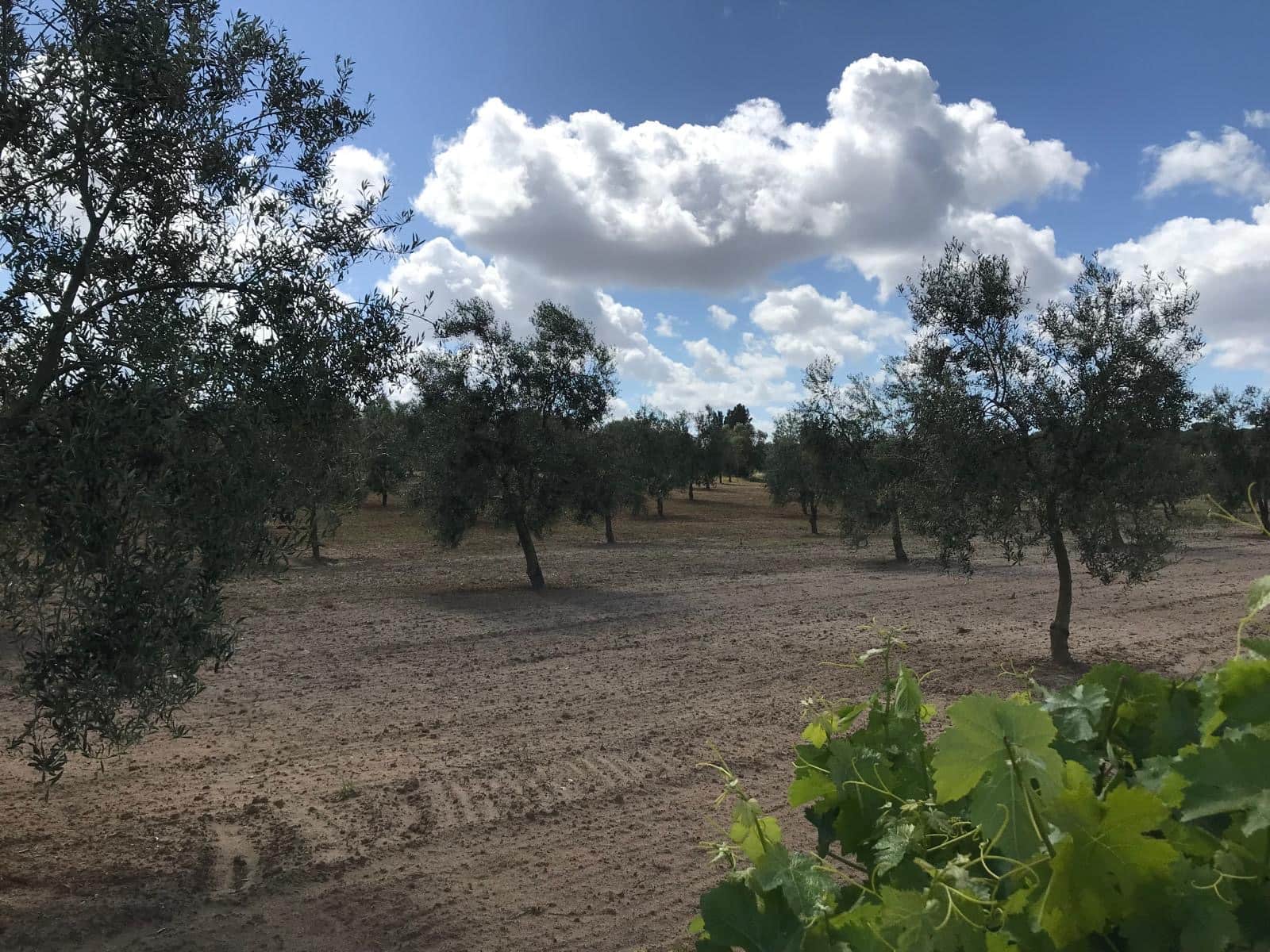 Area Edificabile in vendita in Almonte - 26.000 € (Rif: 9829726)