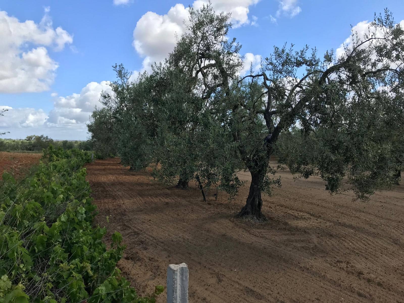 Area Edificabile in vendita in Almonte - 26.000 € (Rif: 9829726)