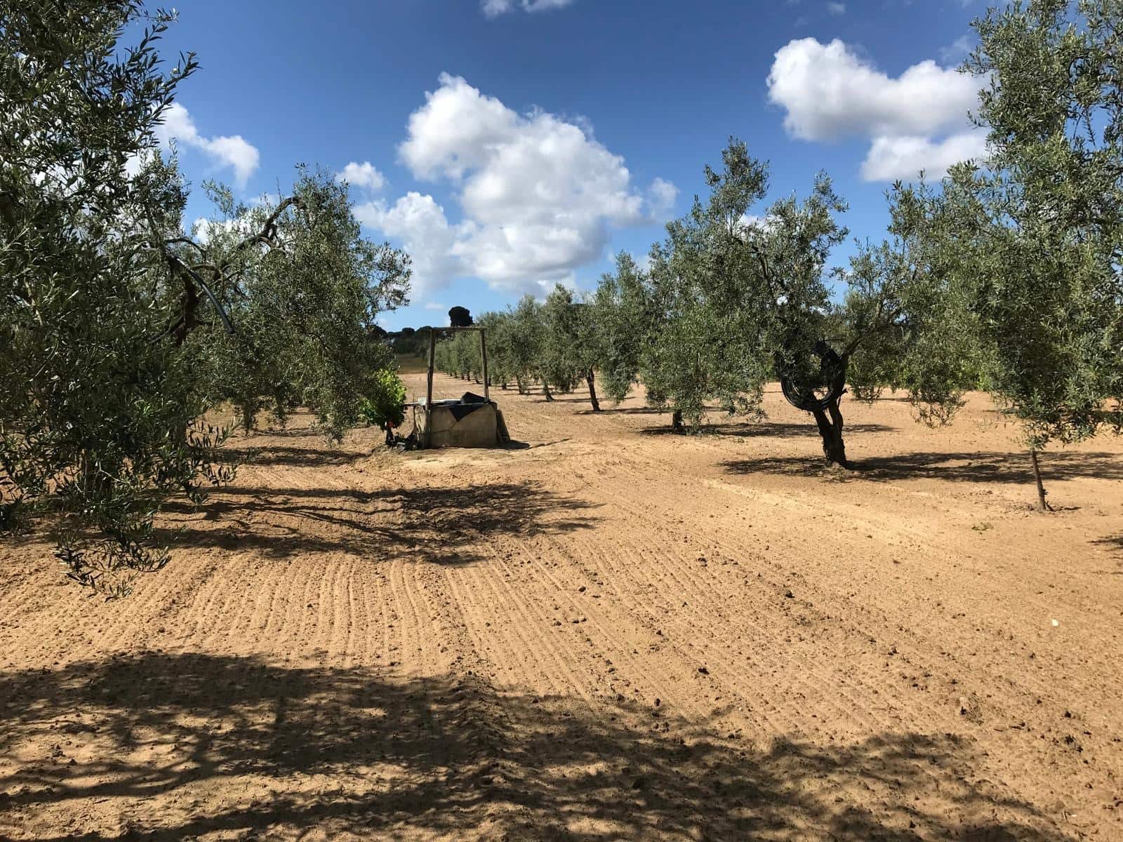 Area Edificabile in vendita in Almonte - 26.000 € (Rif: 9829726)