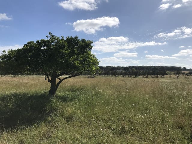 Terreno Non Edificato in vendita in Almonte - 16.500 € (Rif: 9832085)