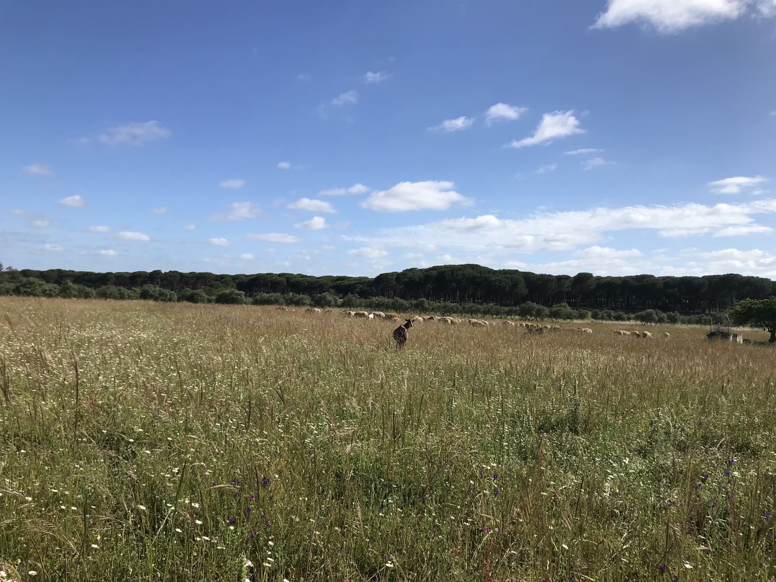 Terreno Non Edificato in vendita in Almonte - 16.500 € (Rif: 9832085)