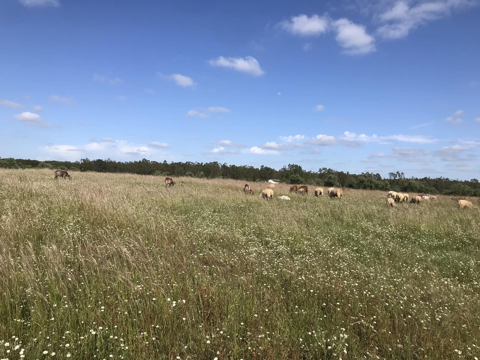 Terreno Non Edificato in vendita in Almonte - 16.500 € (Rif: 9832085)