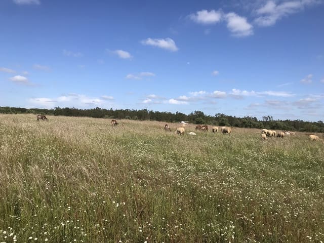 Terreno Non Edificato in vendita in Almonte - 16.500 € (Rif: 9832085)
