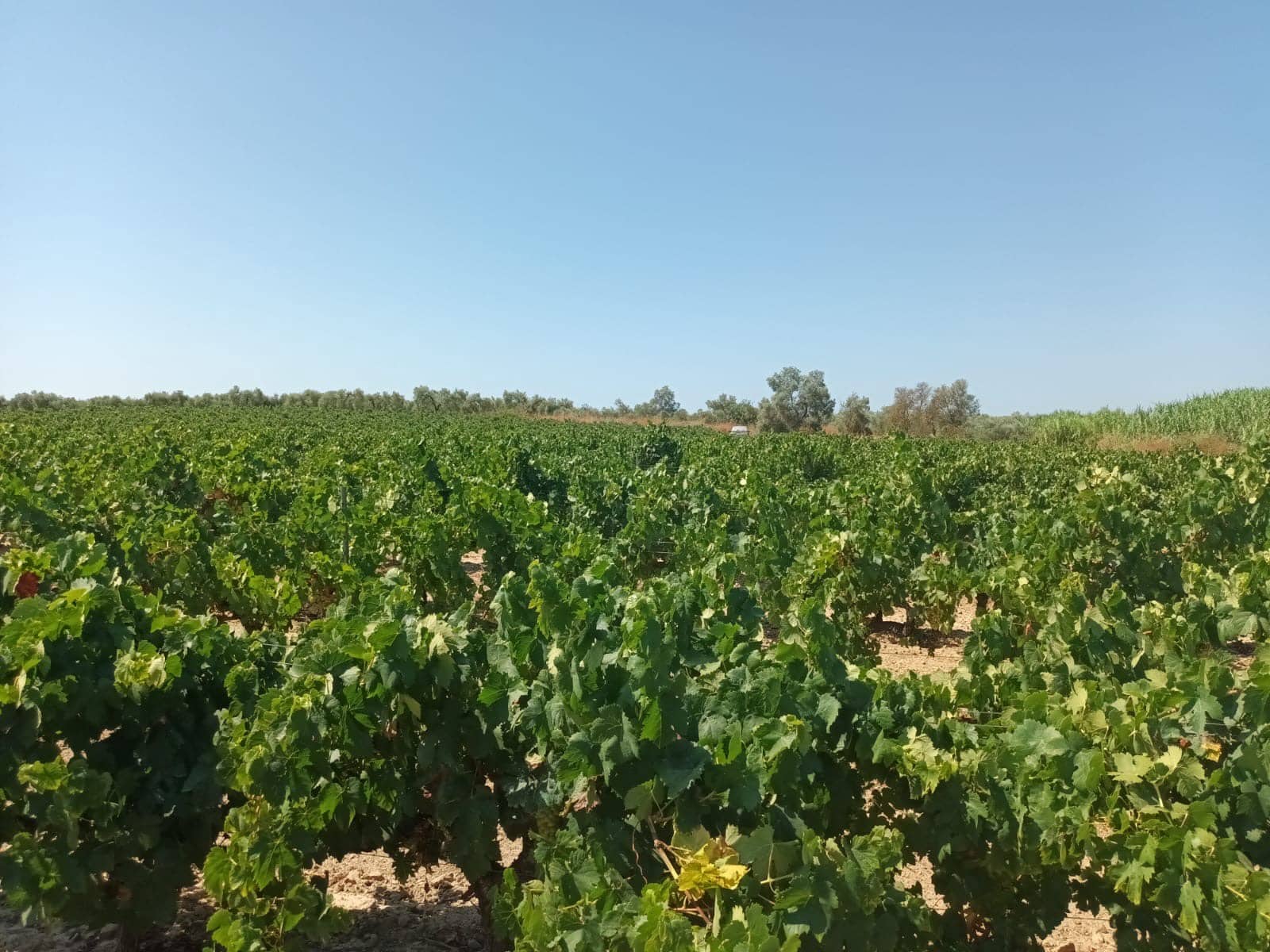 Terre non Aménagée à vendre à Bollullos Par del Condado - 22 000 € (Ref: 9839779)