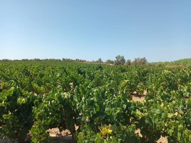 Ubebygd land til salgs i Bollullos Par del Condado - € 22 000 (Ref: 9839779)