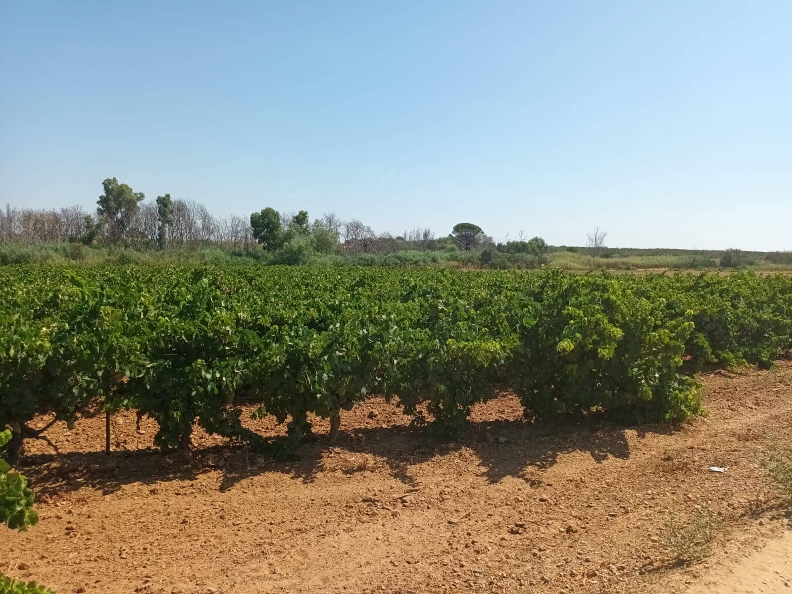 Terre non Aménagée à vendre à Bollullos Par del Condado - 22 000 € (Ref: 9839779)