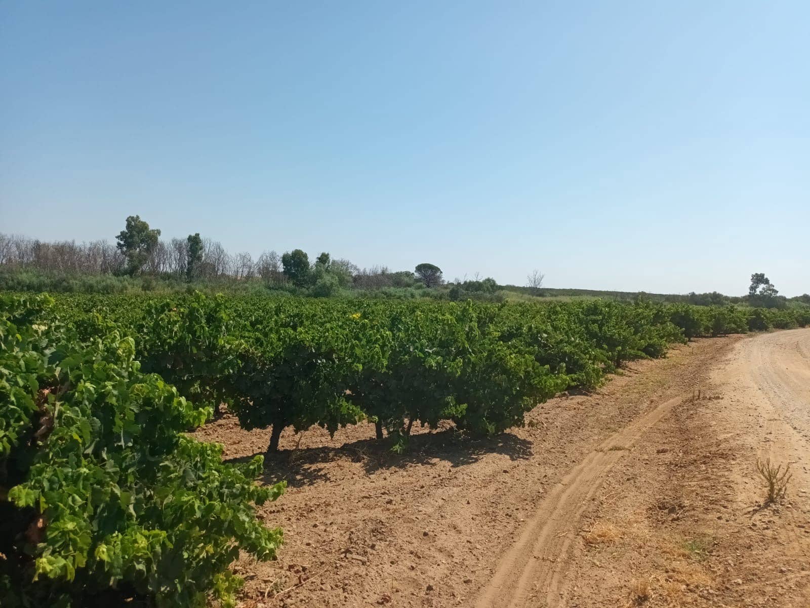 Terre non Aménagée à vendre à Bollullos Par del Condado - 22 000 € (Ref: 9839779)