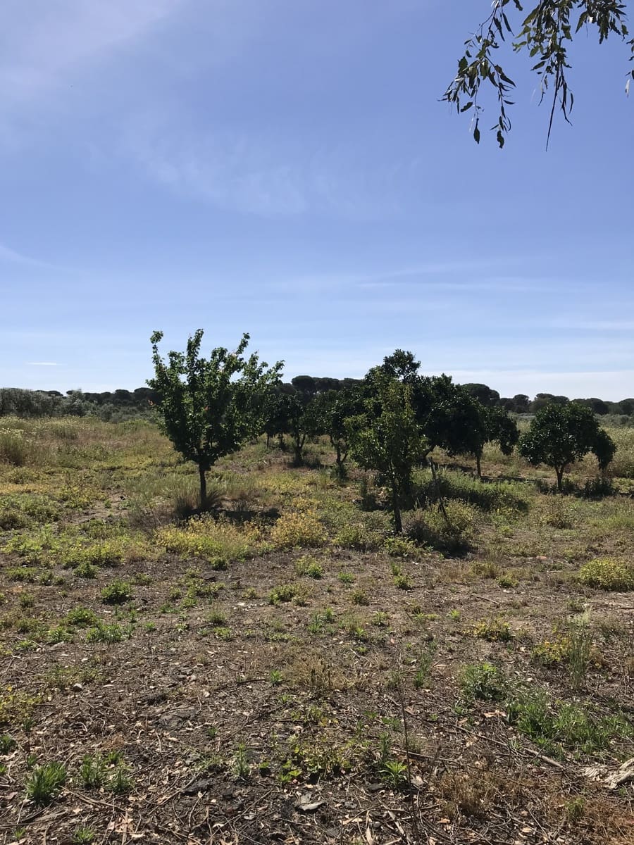 Grond te koop in Almonte - € 72.000 (Ref: 9850029)