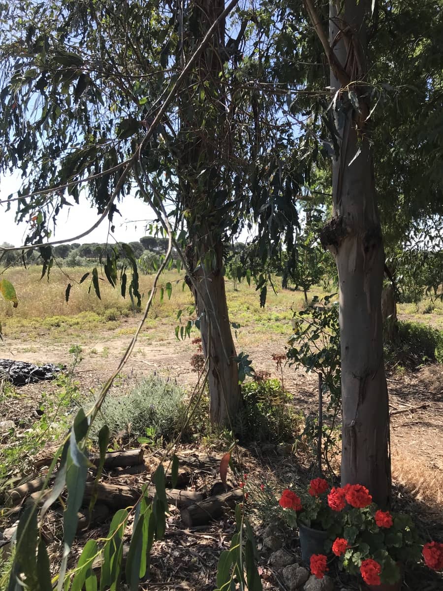 Grond te koop in Almonte - € 72.000 (Ref: 9850029)
