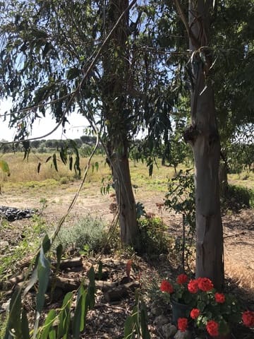 Grond te koop in Almonte - € 72.000 (Ref: 9850029)