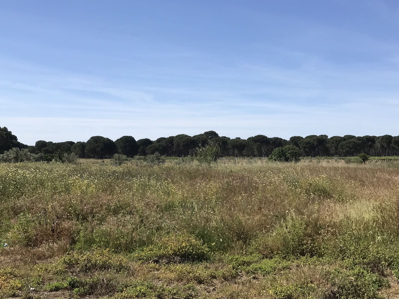 Grond te koop in Almonte - € 72.000 (Ref: 9850029)