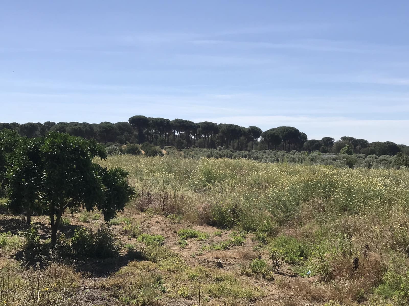Grond te koop in Almonte - € 72.000 (Ref: 9850029)