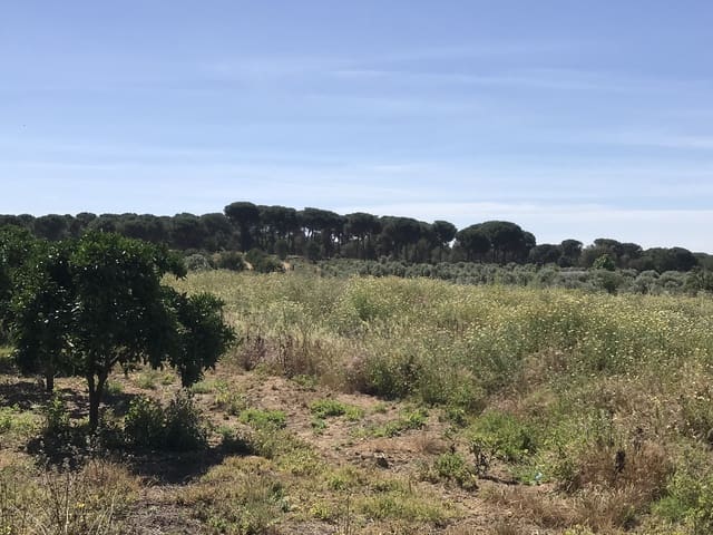 Grond te koop in Almonte - € 72.000 (Ref: 9850029)