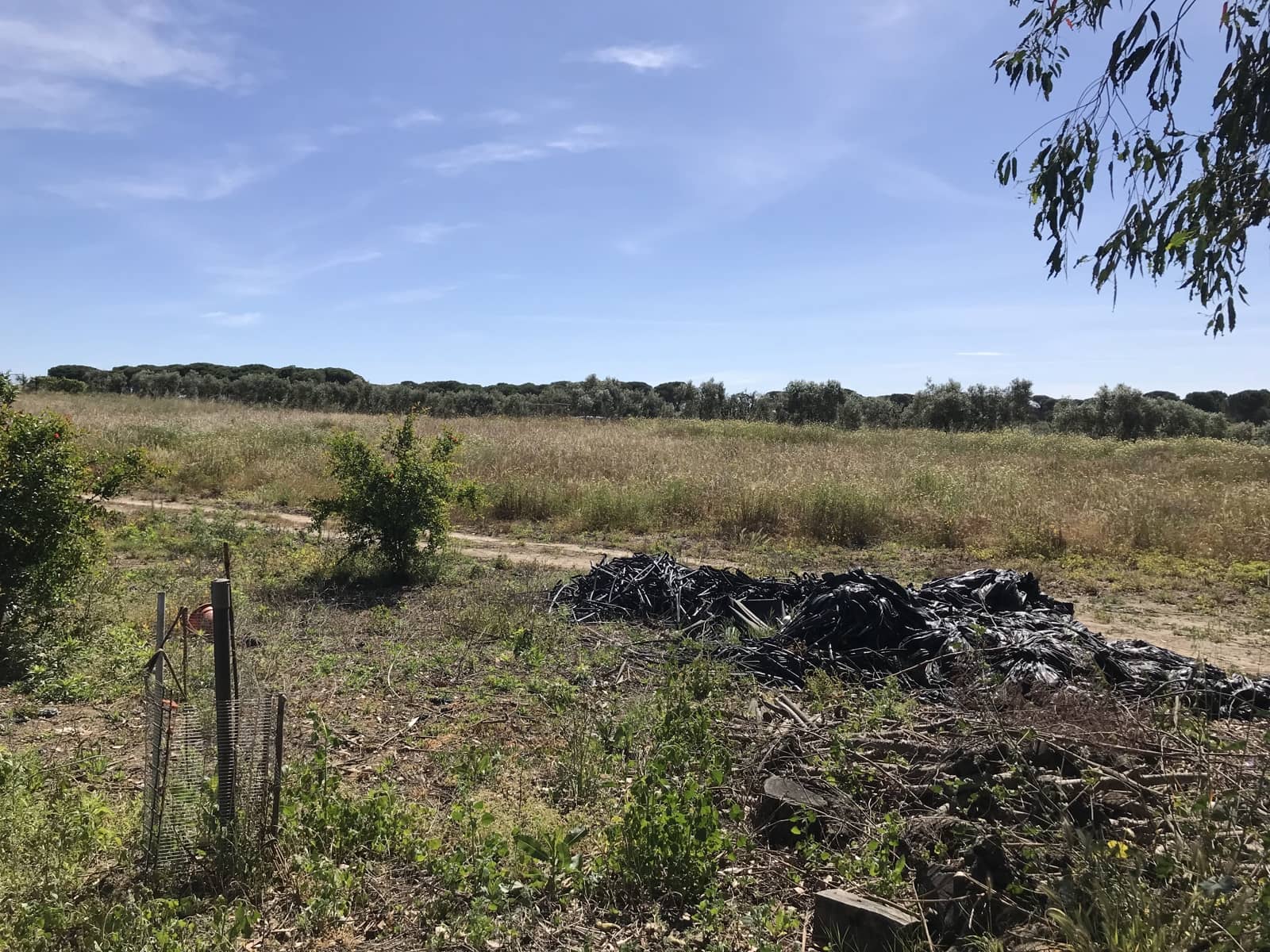 Grond te koop in Almonte - € 72.000 (Ref: 9850029)