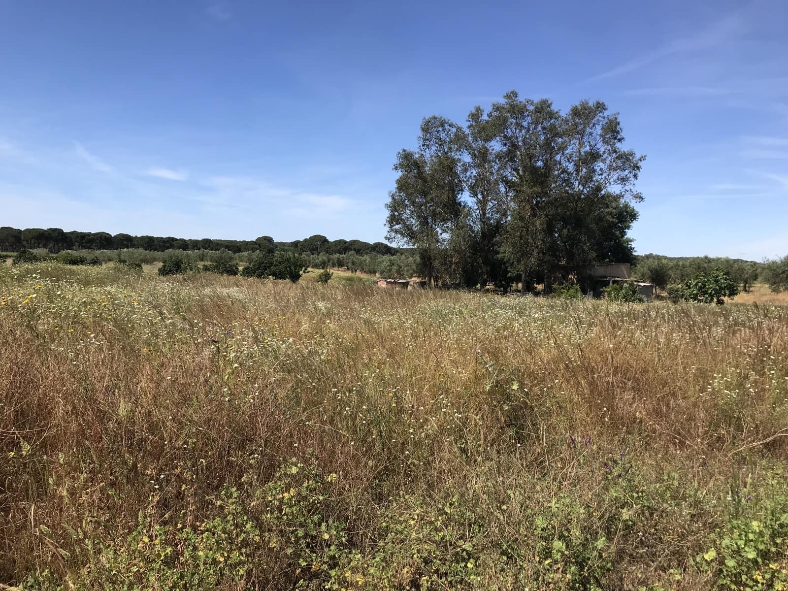 Grond te koop in Almonte - € 72.000 (Ref: 9850029)