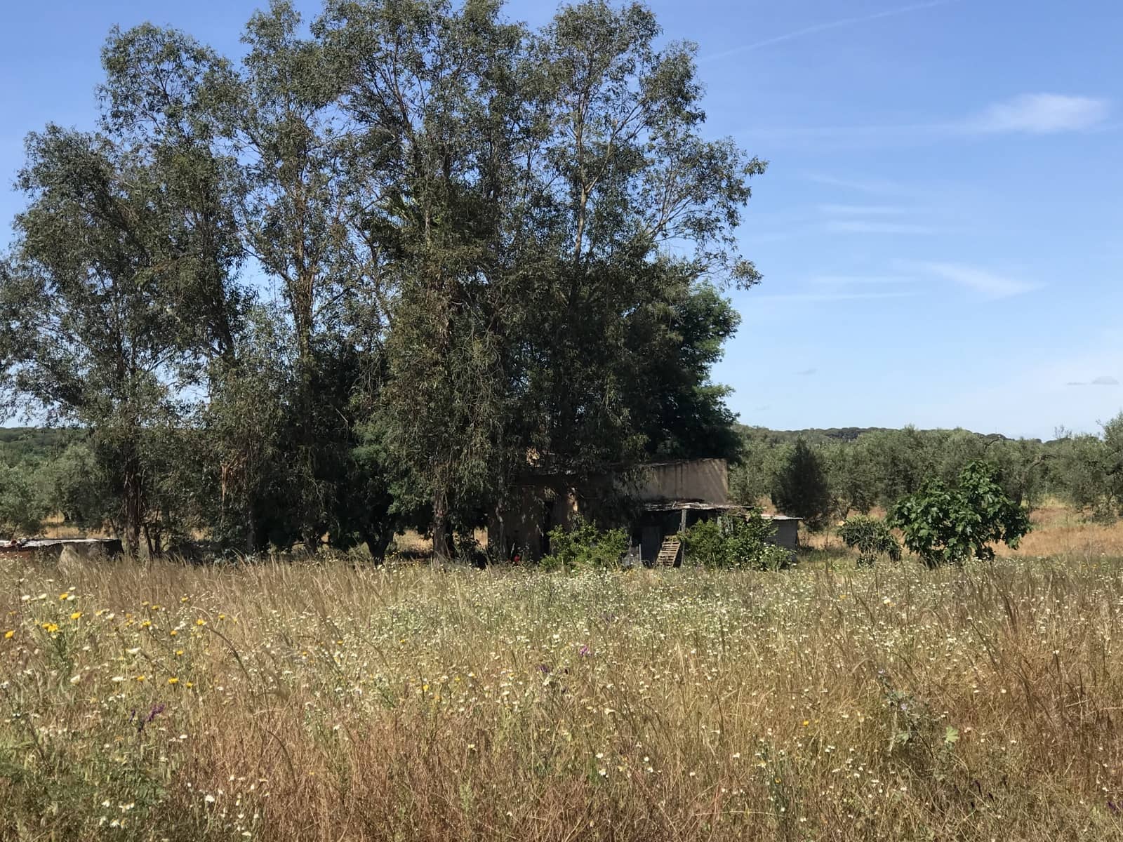 Grond te koop in Almonte - € 72.000 (Ref: 9850029)