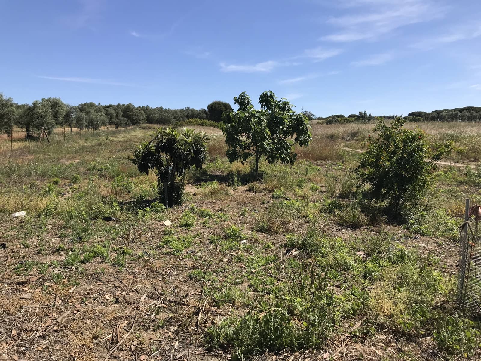 Grond te koop in Almonte - € 72.000 (Ref: 9850029)