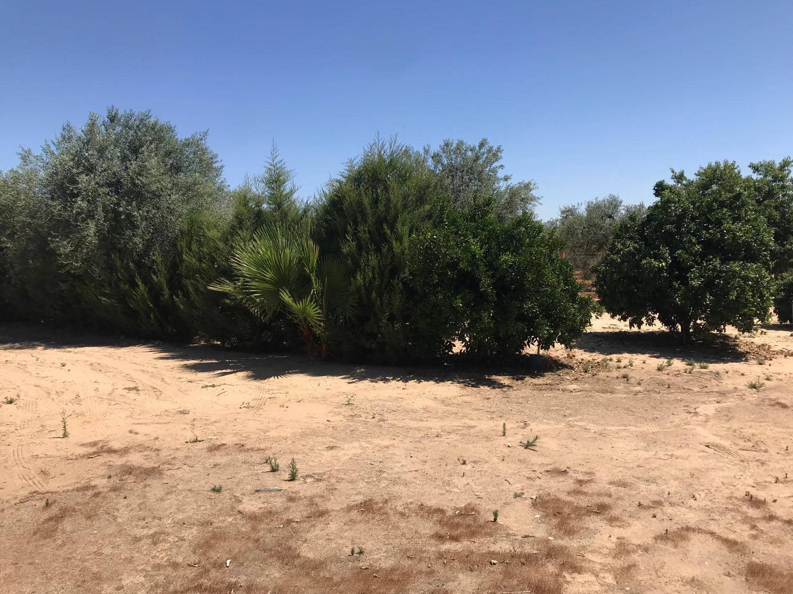 1 soveværelse Finca/Landehus til salg i Almonte med garage - € 42.000 (Ref: 9909796)