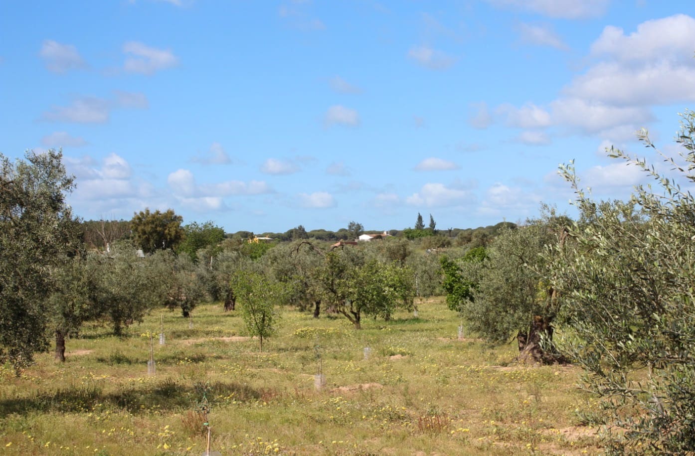 Building Plot for sale in Almonte - € 32,000 (Ref: 9973791)