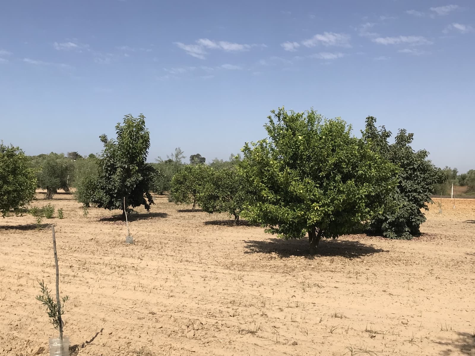 Building Plot for sale in Almonte - € 32,000 (Ref: 9973791)