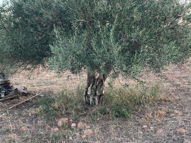 Terreno Não Urbanizado para venda em Ayora - 23 000 € (Ref: 9793573)