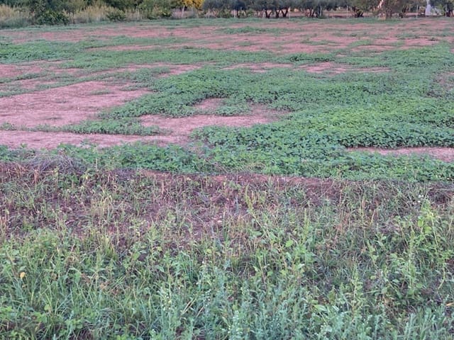 1 soverom Finca/Herregård til salgs i Ayora - € 14 000 (Ref: 9793577)