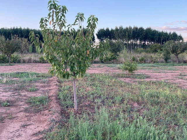 1 soverom Finca/Herregård til salgs i Ayora - € 14 000 (Ref: 9793577)