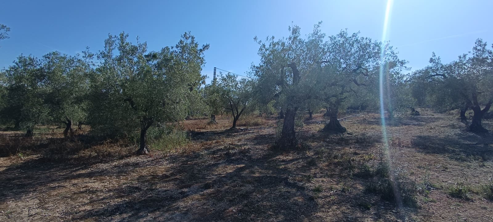 Grunde uden byggetilladelser til salg i Benicarlo - € 115.000 (Ref: 9852276)