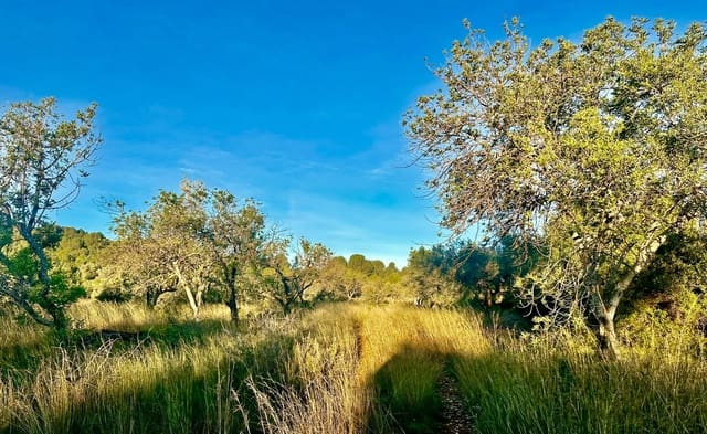 Grunde uden byggetilladelser til salg i Benicarló - € 39.000 (Ref: 9852285)