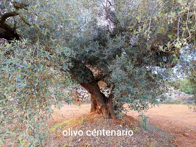 Undeveloped Land for sale in Càlig - € 34,000 (Ref: 9852954)