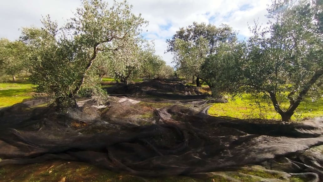 Undeveloped Land for sale in Hornachuelos - € 360,000 (Ref: 9858376)