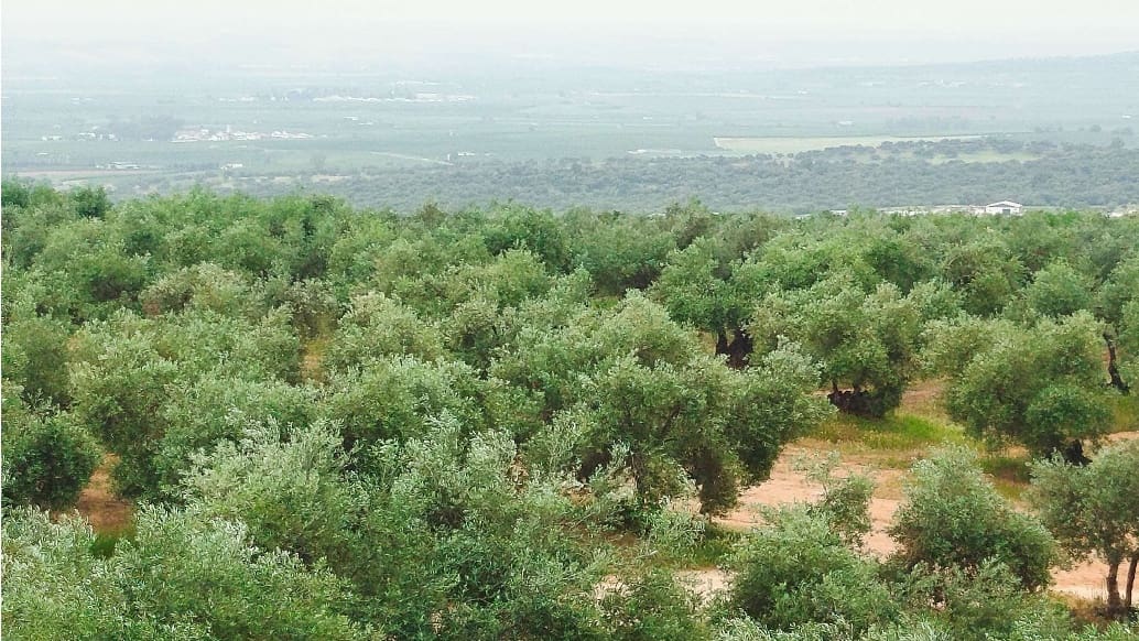 Undeveloped Land for sale in Hornachuelos - € 360,000 (Ref: 9858376)