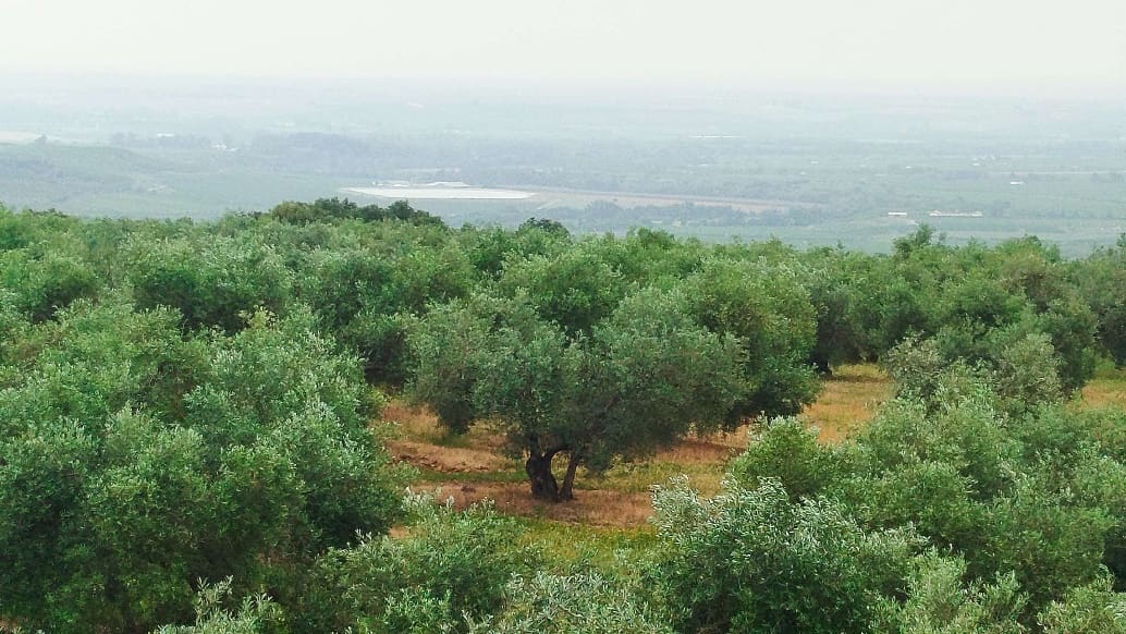 Undeveloped Land for sale in Hornachuelos - € 360,000 (Ref: 9858376)