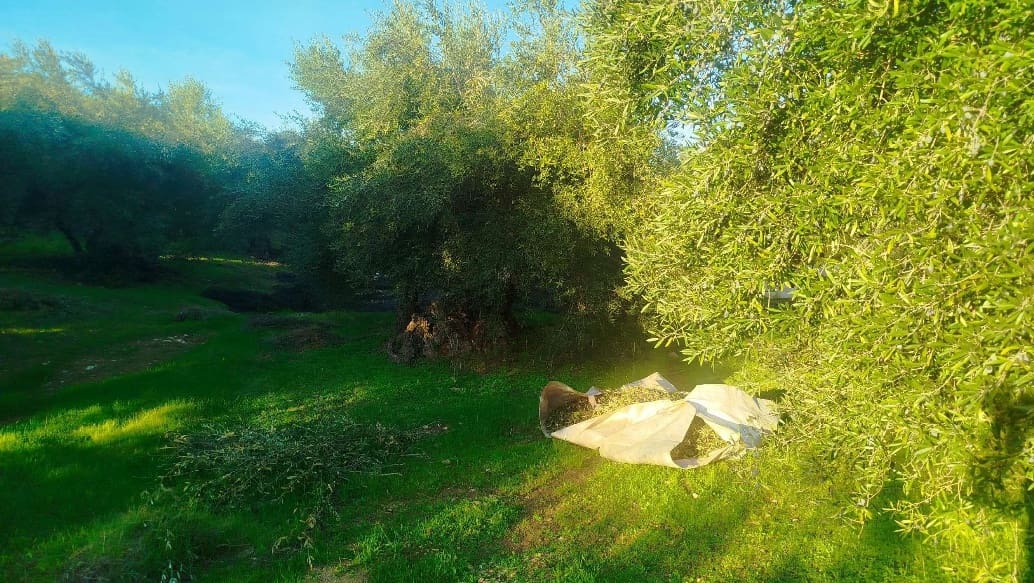 Undeveloped Land for sale in Hornachuelos - € 360,000 (Ref: 9858376)
