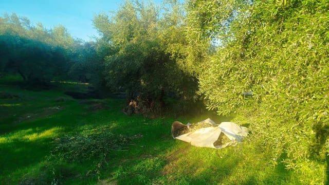 Undeveloped Land for sale in Hornachuelos - € 360,000 (Ref: 9858376)