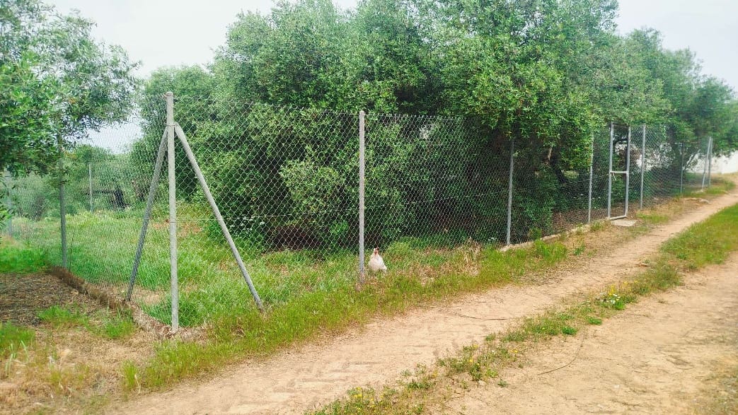 Undeveloped Land for sale in Hornachuelos - € 360,000 (Ref: 9858376)
