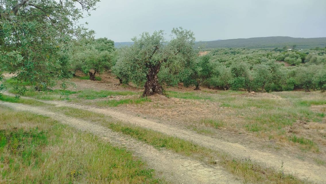 Undeveloped Land for sale in Hornachuelos - € 360,000 (Ref: 9858376)