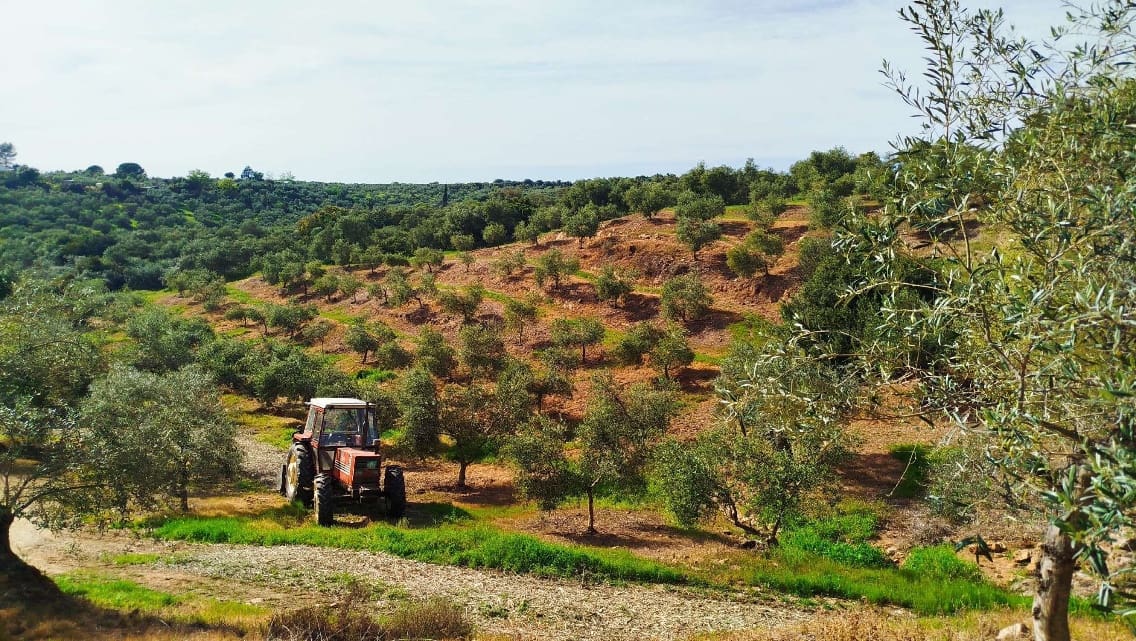 Undeveloped Land for sale in Hornachuelos - € 360,000 (Ref: 9858376)