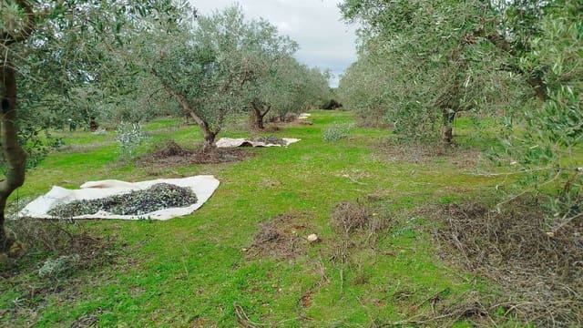 Undeveloped Land for sale in Hornachuelos - € 360,000 (Ref: 9858376)
